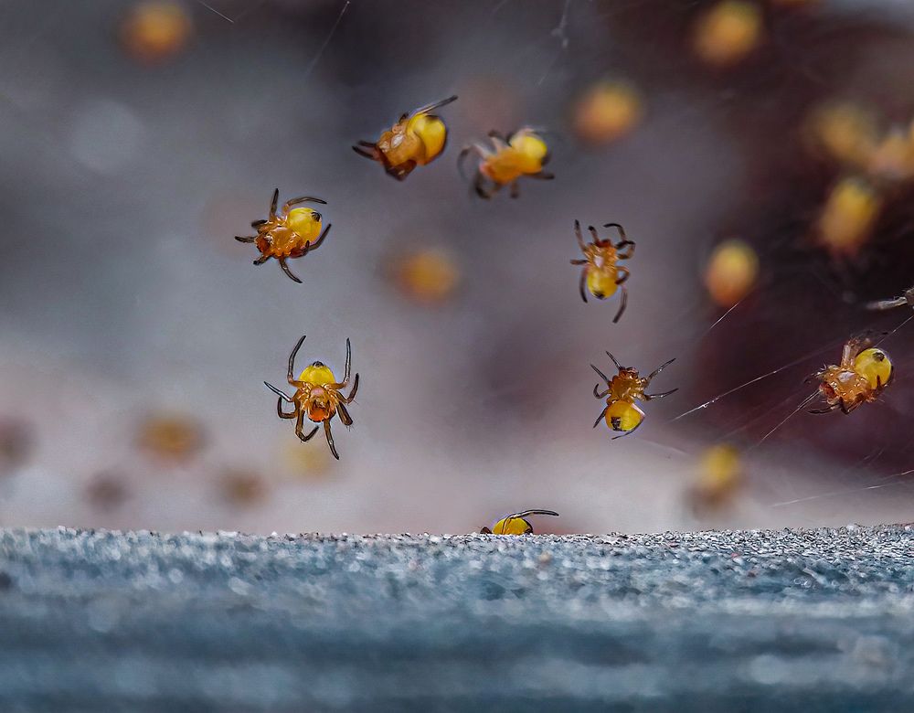 Прокатись на нашей карусели