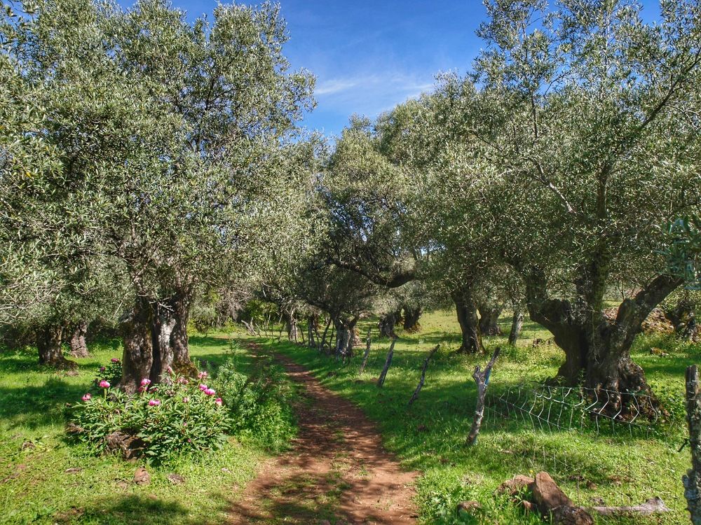 Photograph by Félix Sanchez