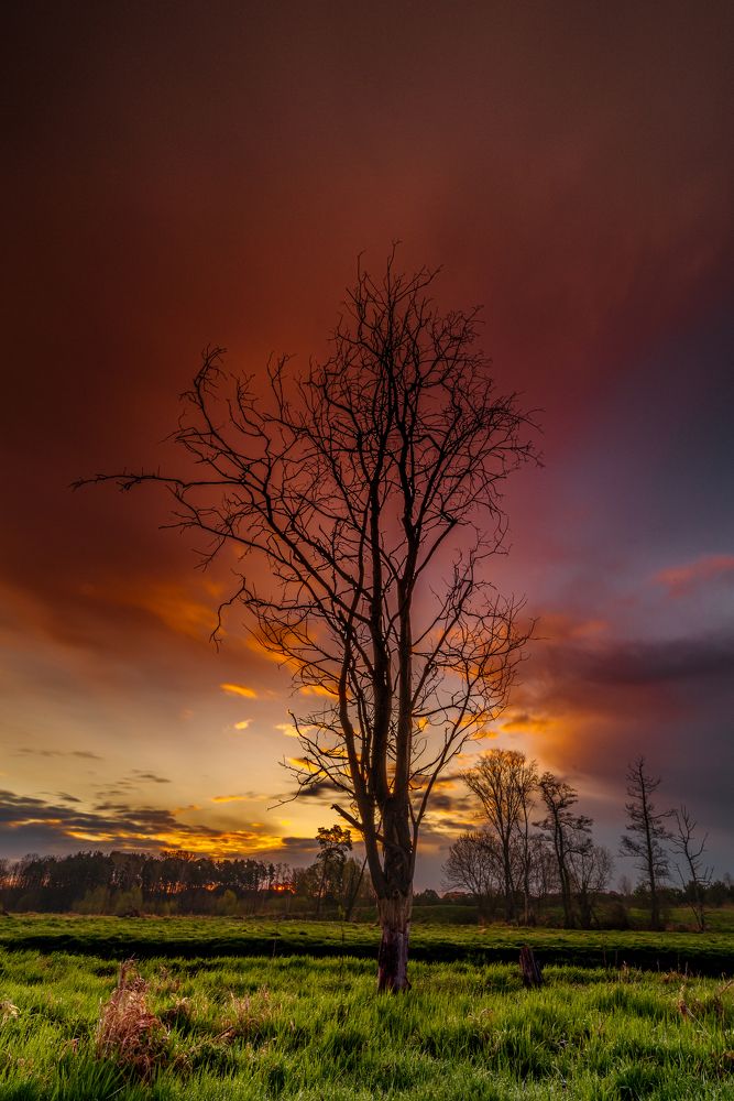 Lonely mazovian tree