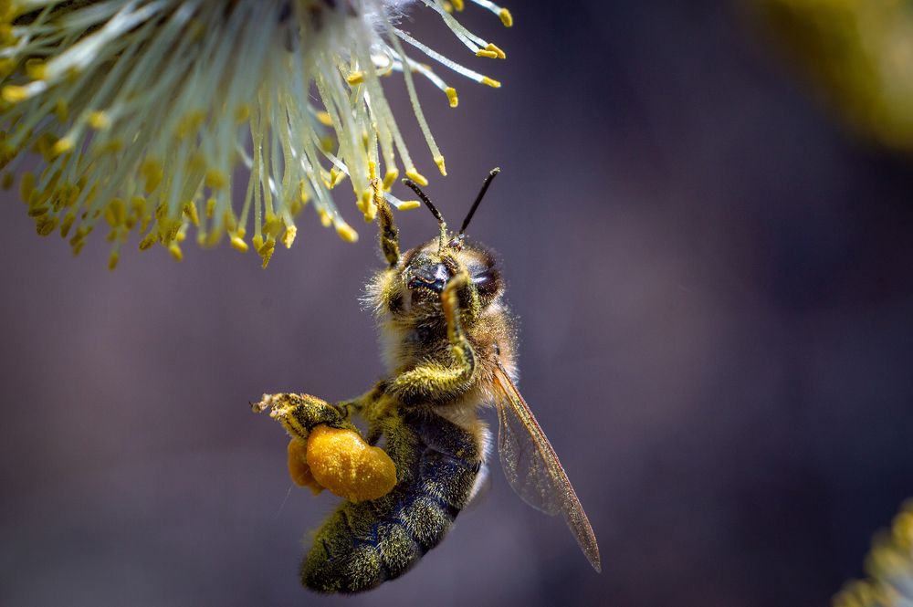 Пчела в работе