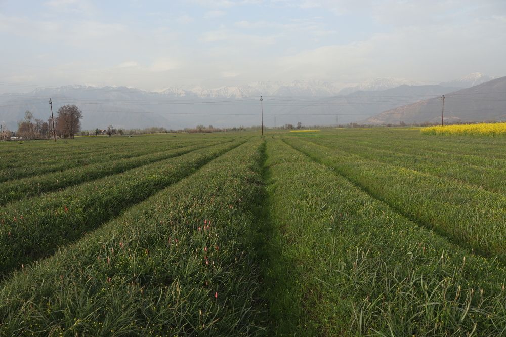Kashmir's famous Saffron fields  in spring season