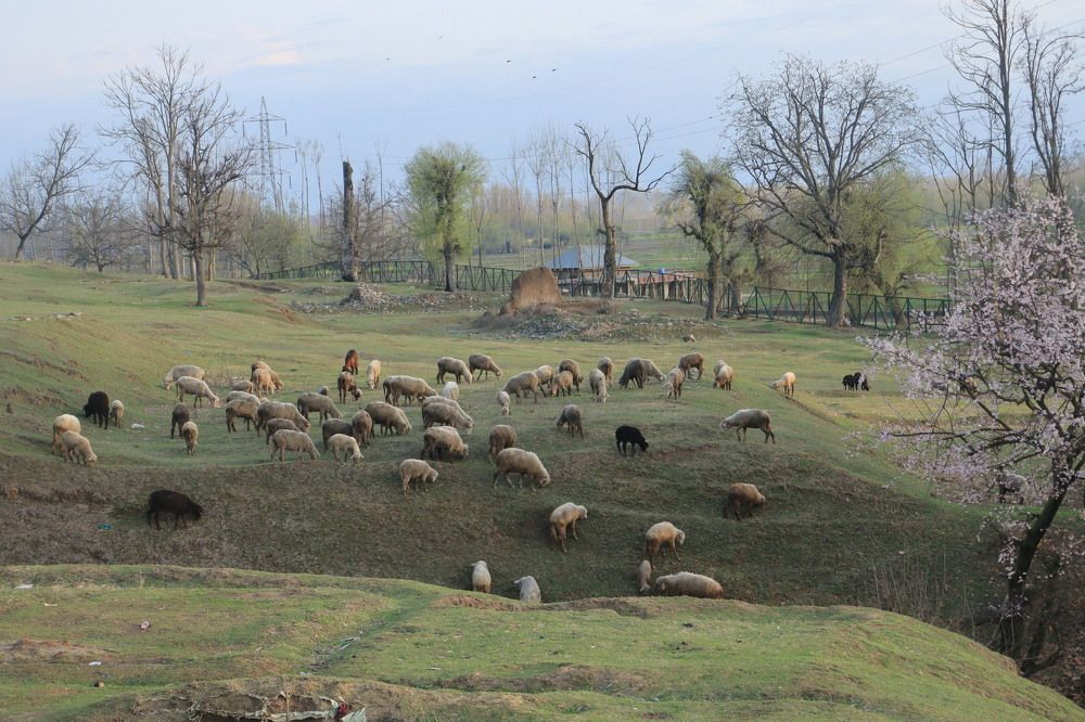 Shepherd grazing  his  cattle flock in  greeny meadow