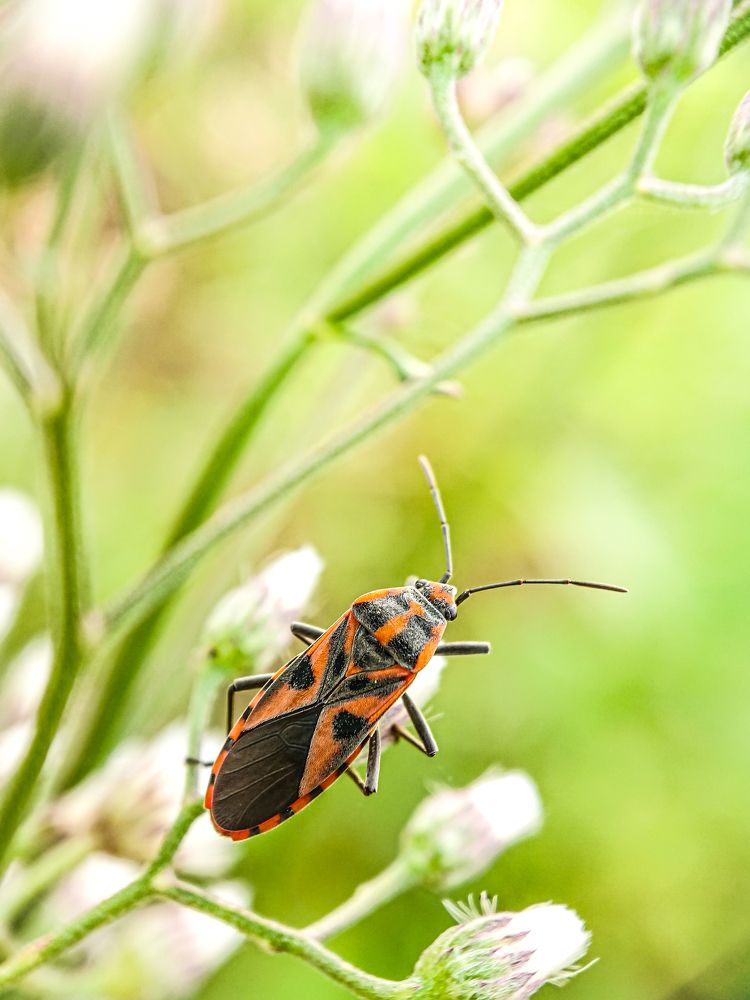 insects and wildflowers
