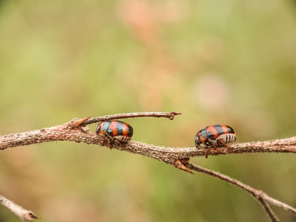 Beetle stuck