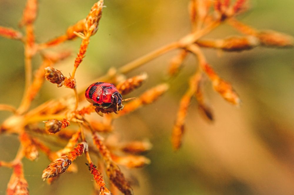 The twilight beetle