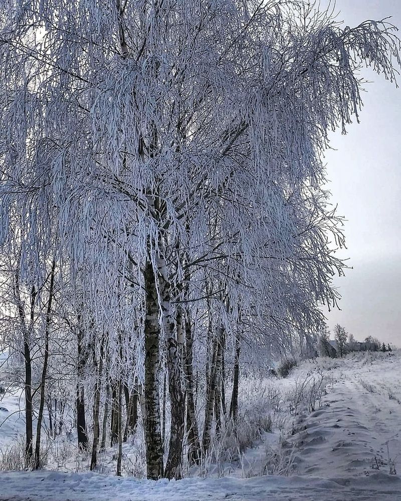 Иней посеребрил берёзки.