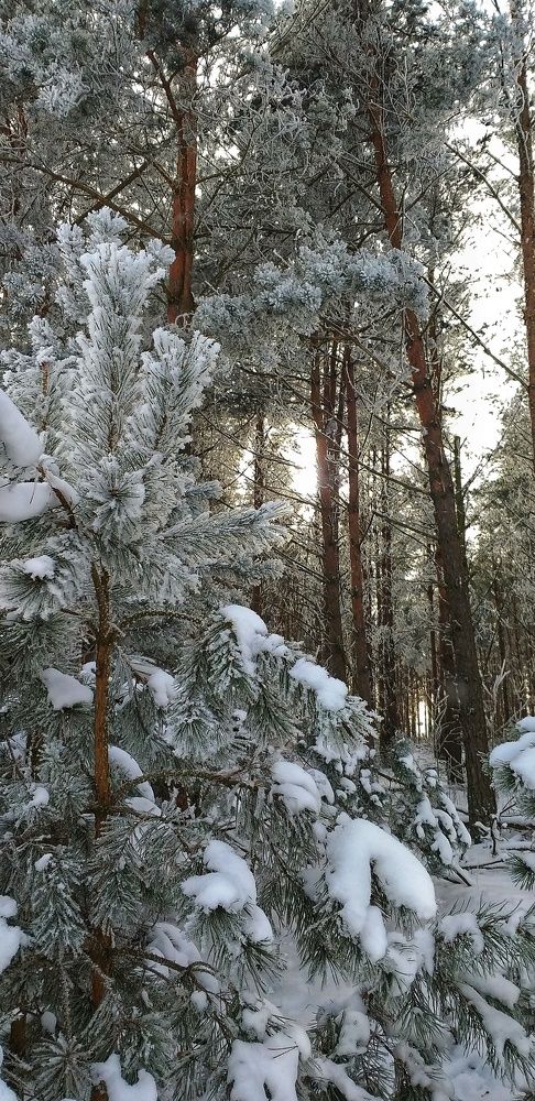Сосновый бор.