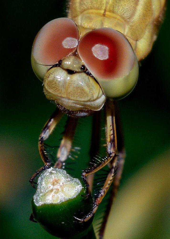 A Friendly  Dragon Fly