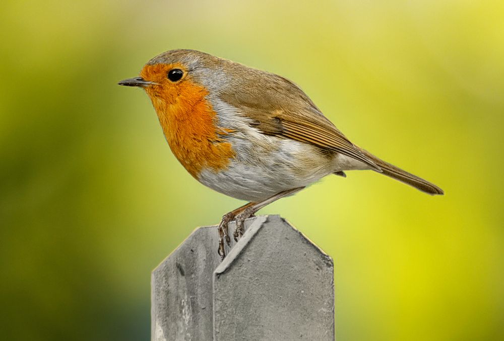 Фотография автора Oliwer Szatmari