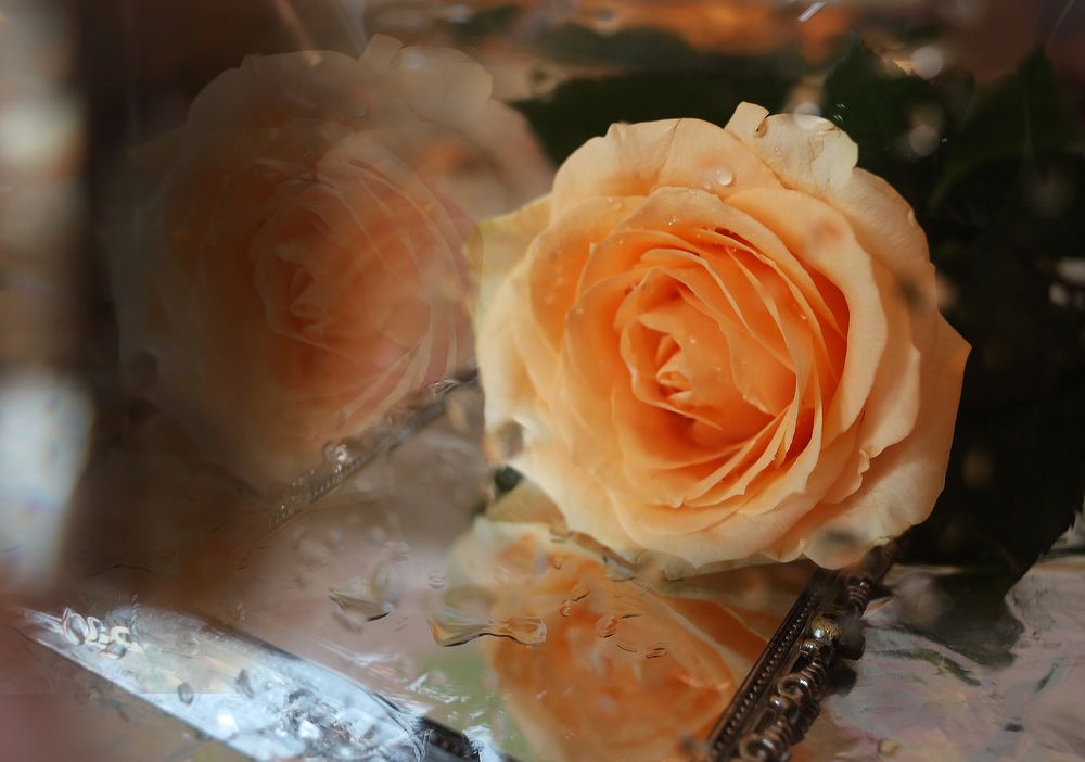 Фотография автора KattyFox