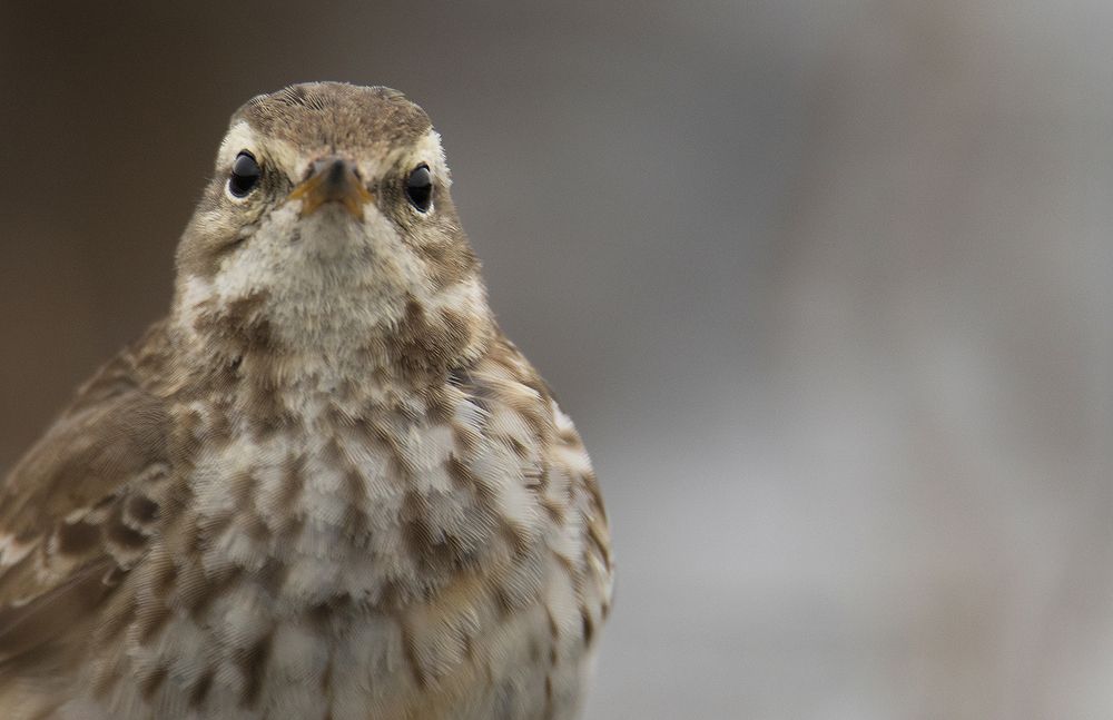 Curiosidad en el embalse