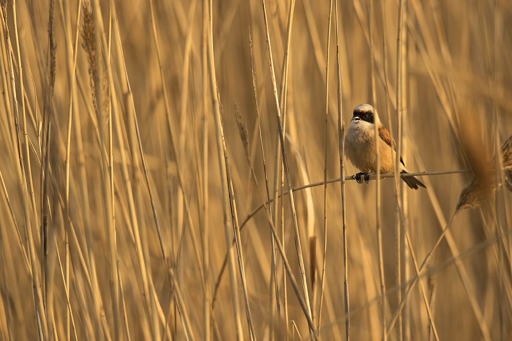 Pendiendo de una rama