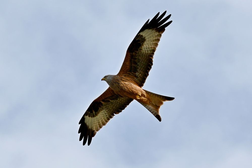 Photograph by Csótai Katalin