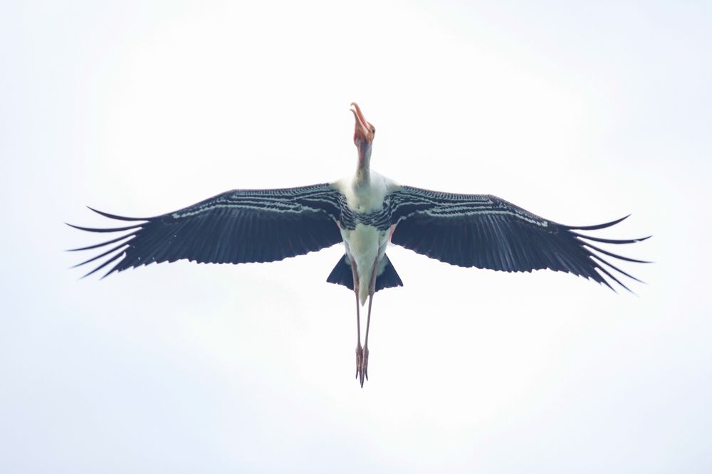 Фотография автора Anantha Rajkumar