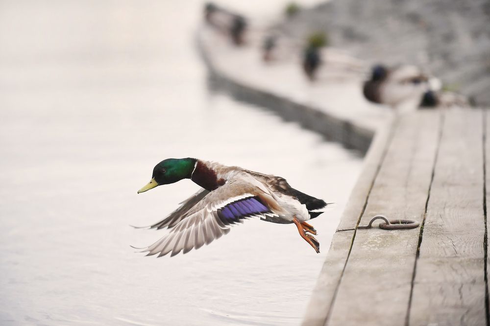 Photograph by Любовь Козлова