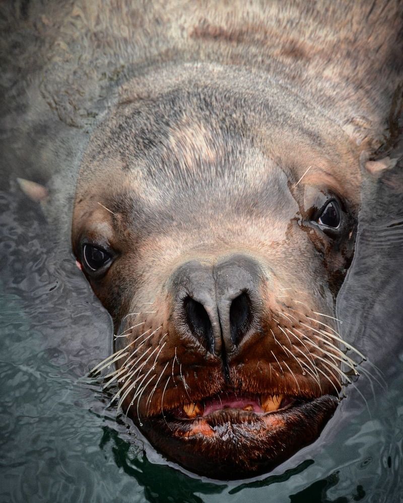 Photograph by Раиса Басова