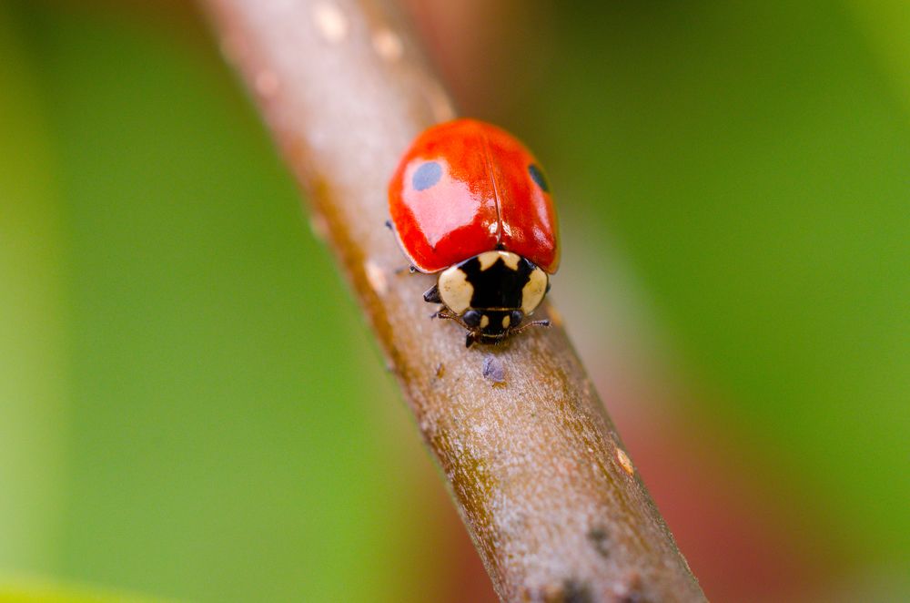 Фотография автора Stefan Alfred