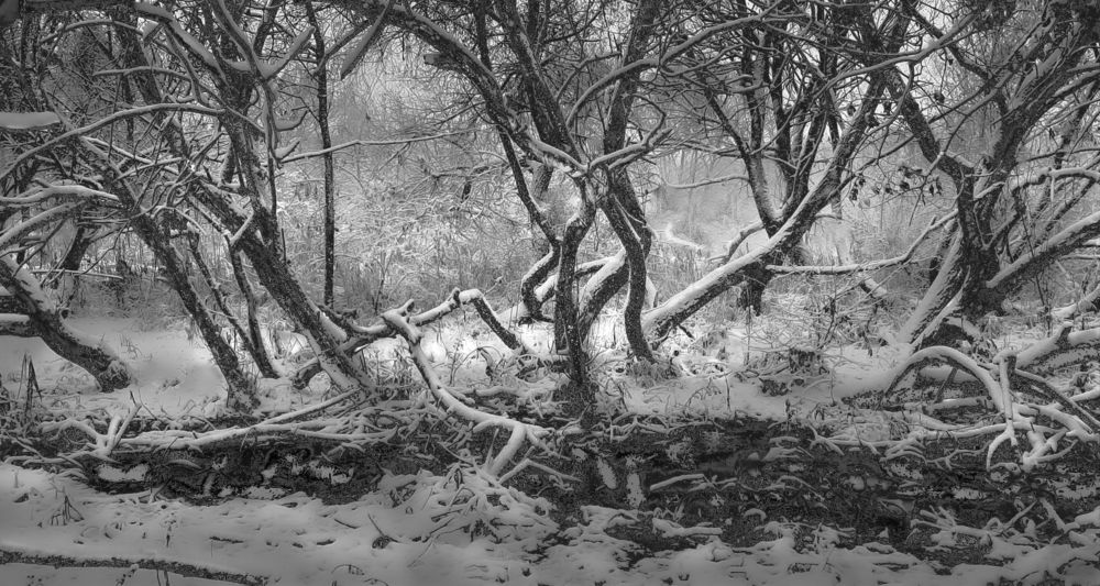 Photograph by Леонид Борисенко