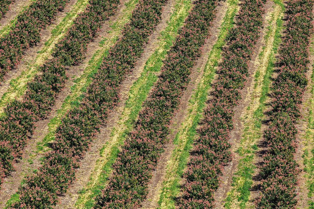 Mango blooms in the valley
