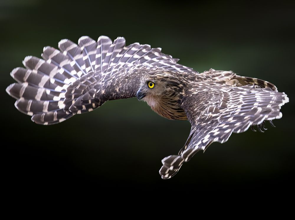 Buffy Fish Owl (Ketupa Ketupu) in flight