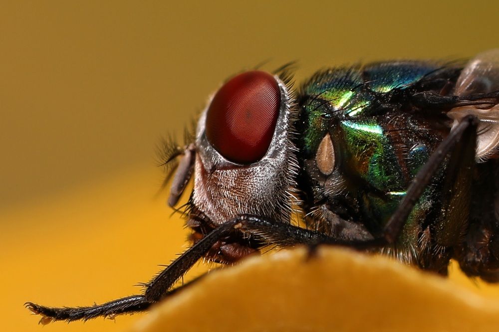 Фотография автора Rehman Ifrahim