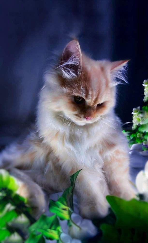 Photograph by Nilüfer Canoğlu