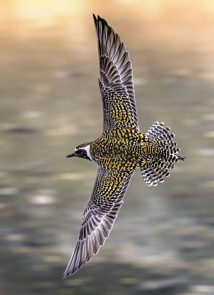 Pacific Golden Plover (Pluvialis Fulva)