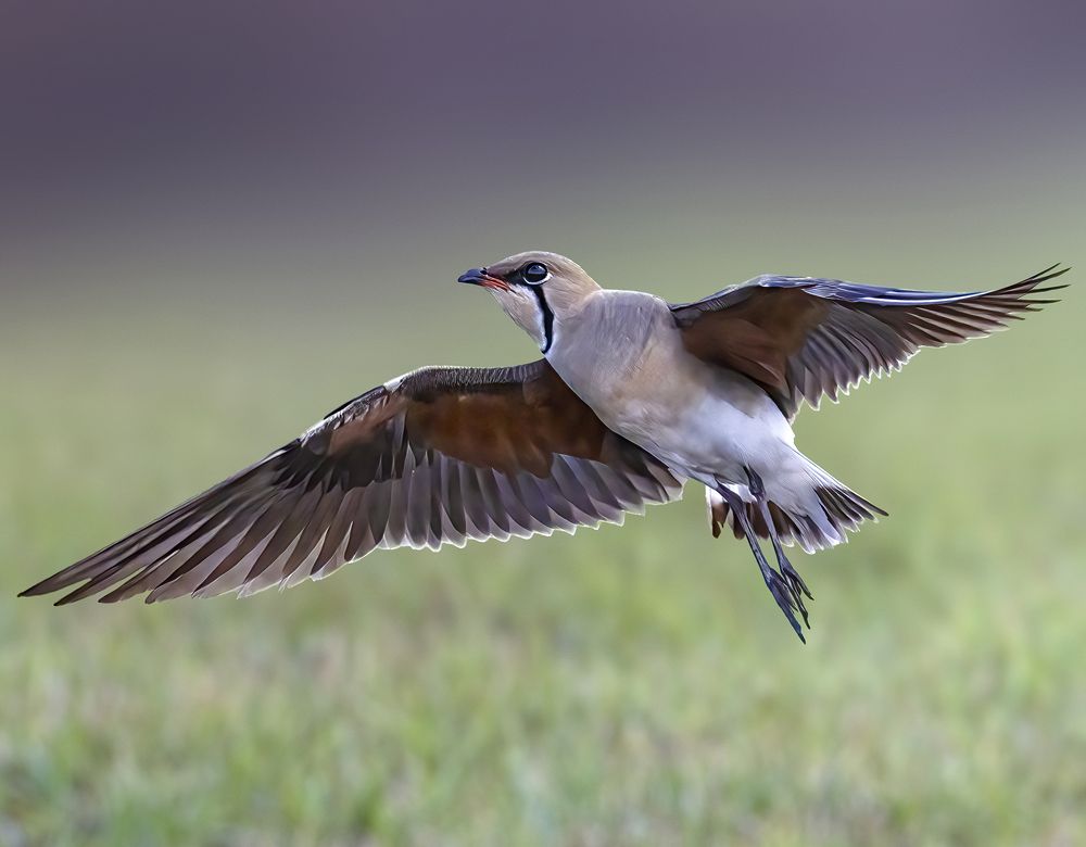 Oriental Pratincole (Glareola Maldivarum)