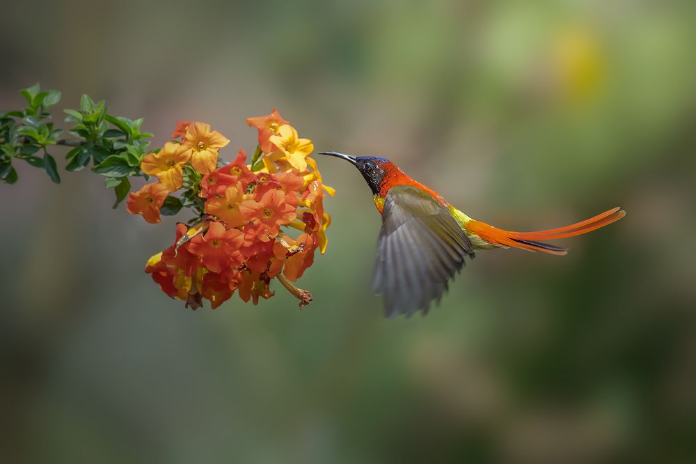 Photograph by Parikshit das