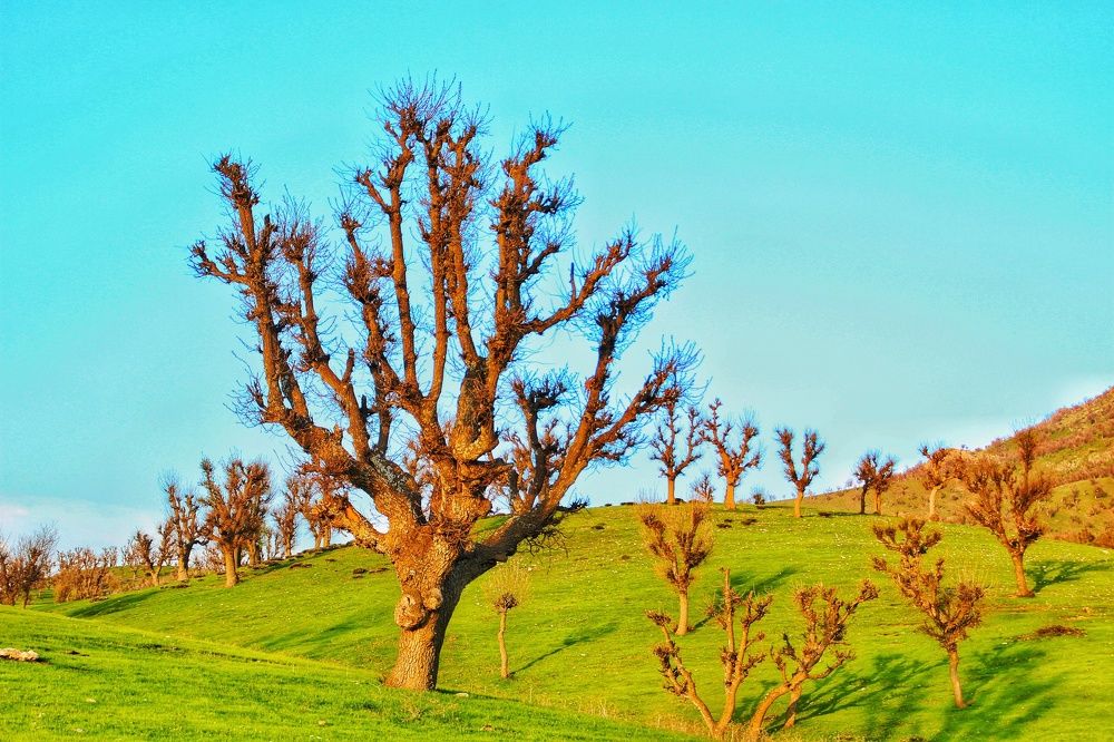 Photograph by Baha Ghaderi