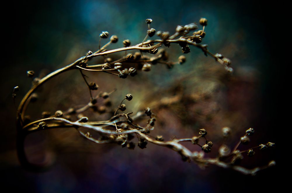 Веточка полыни