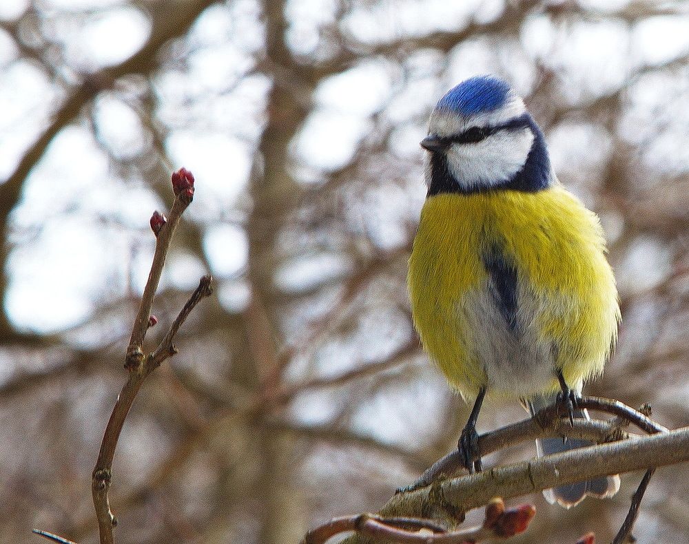 Лазоревка...!!!)))