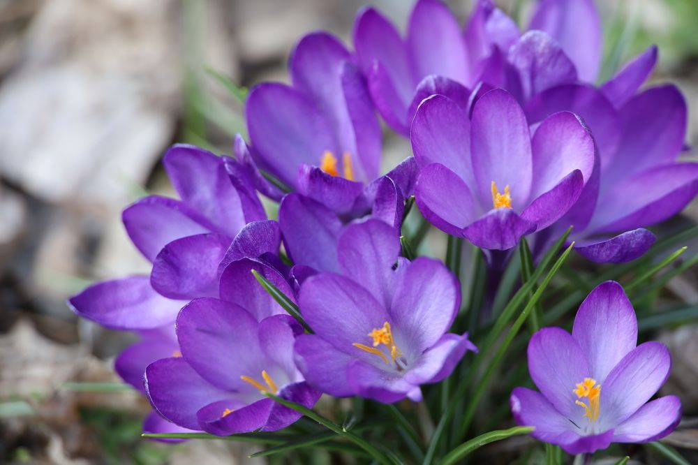 Фотография автора Safet Hasanoski