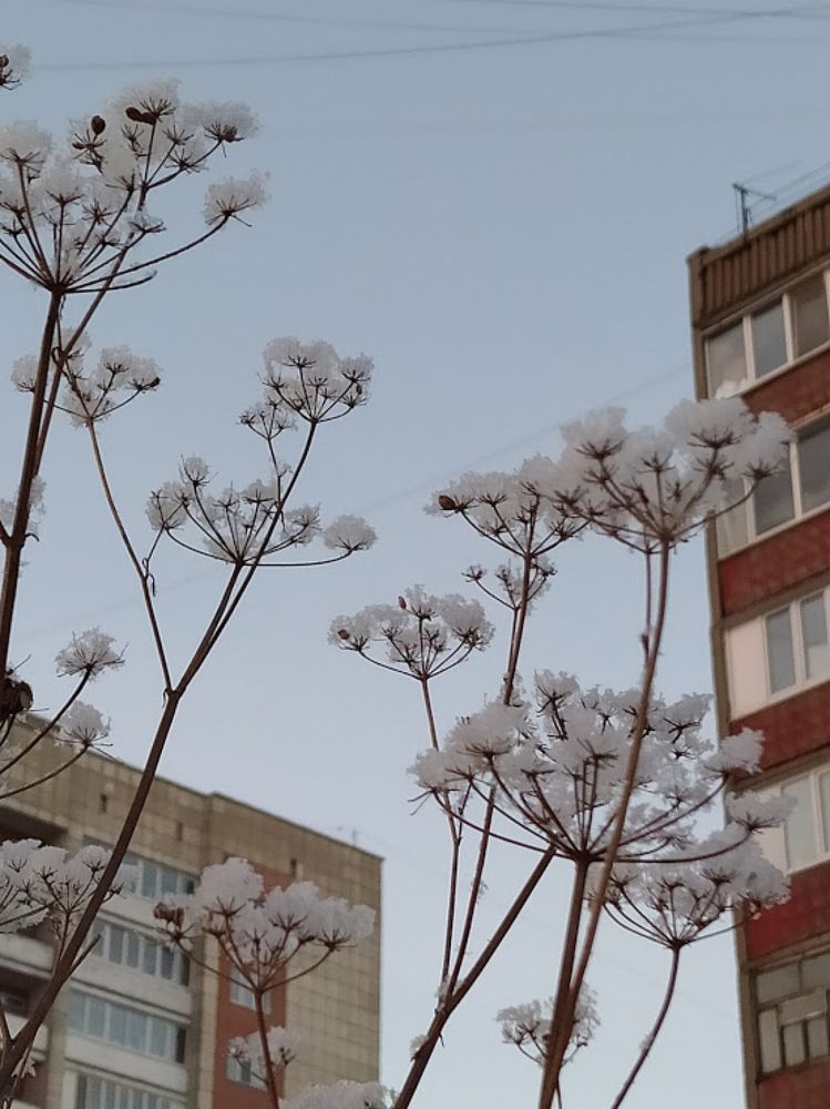 Зимние цветы