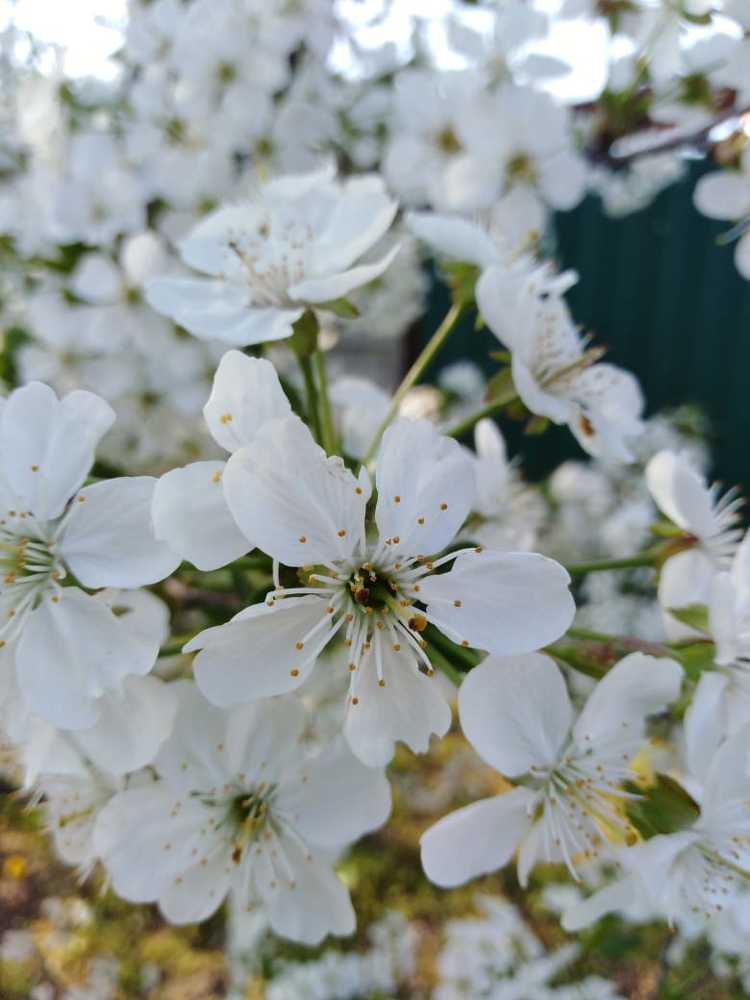 сады цветут