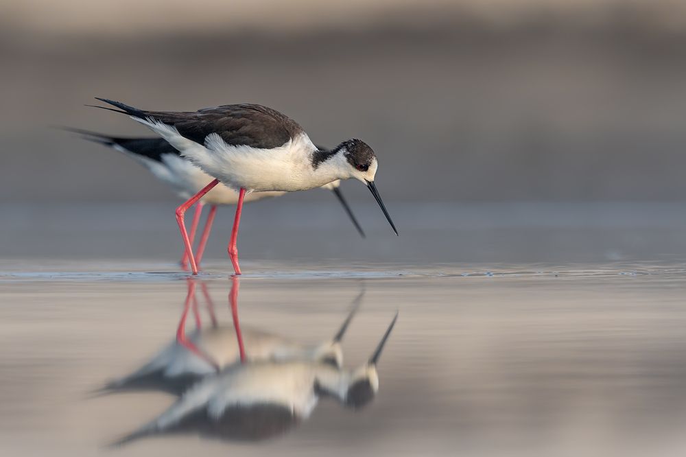 Mirror of the Marsh