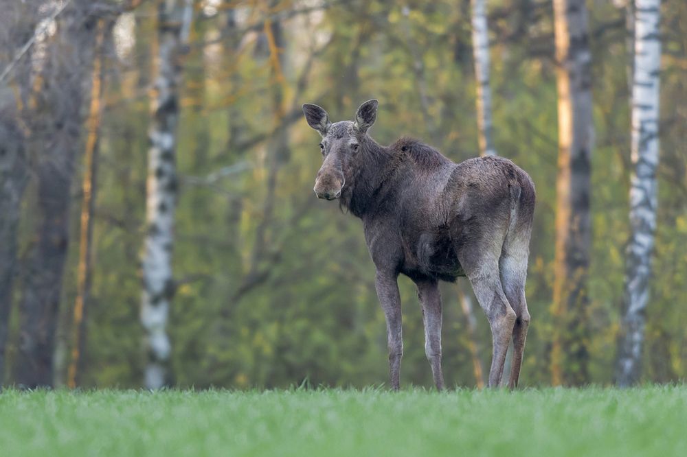 Spirit of the Forest