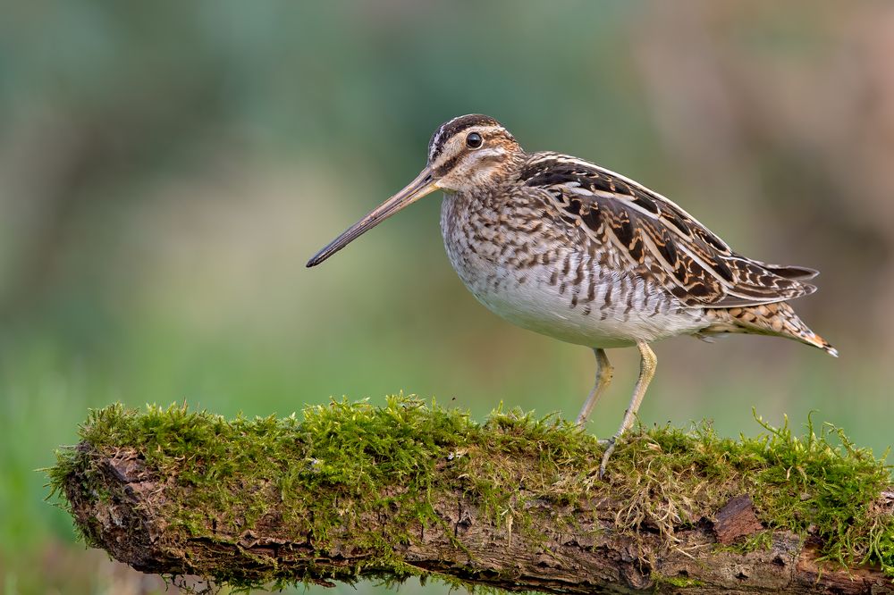 Watcher of the Wetlands
