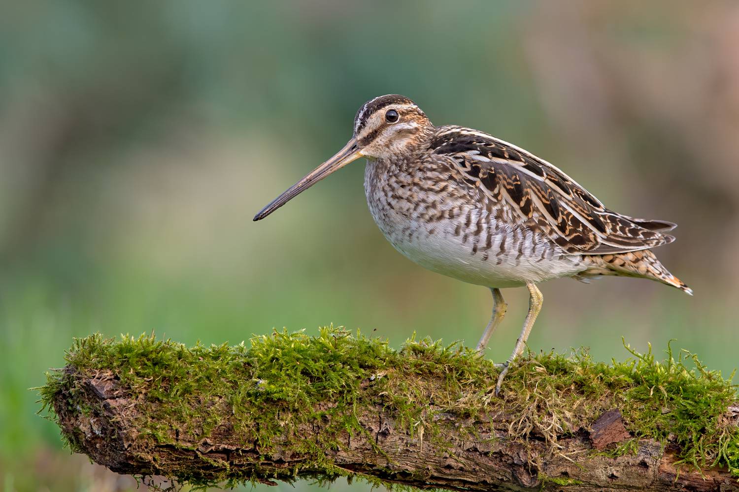 Watcher of the Wetlands