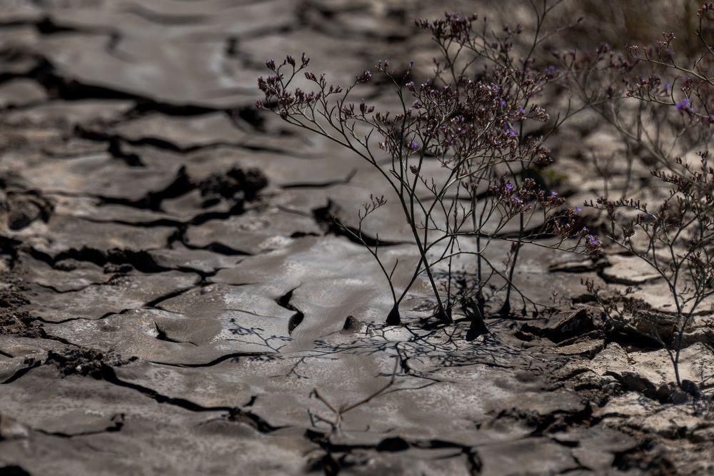 Растения пробивают на грязевом вулкане