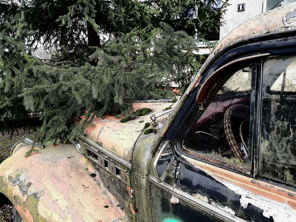 Старинная красавица.