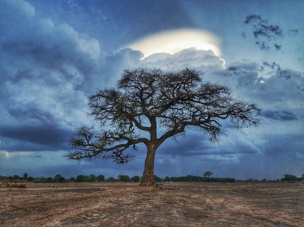 Old tree in rainy season in darfur