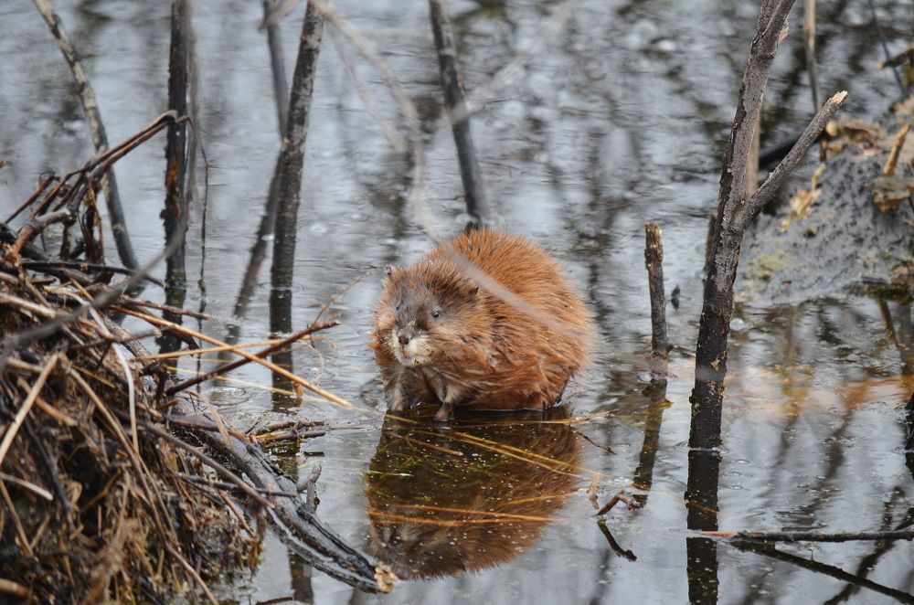 Photograph by Anna Kichapina