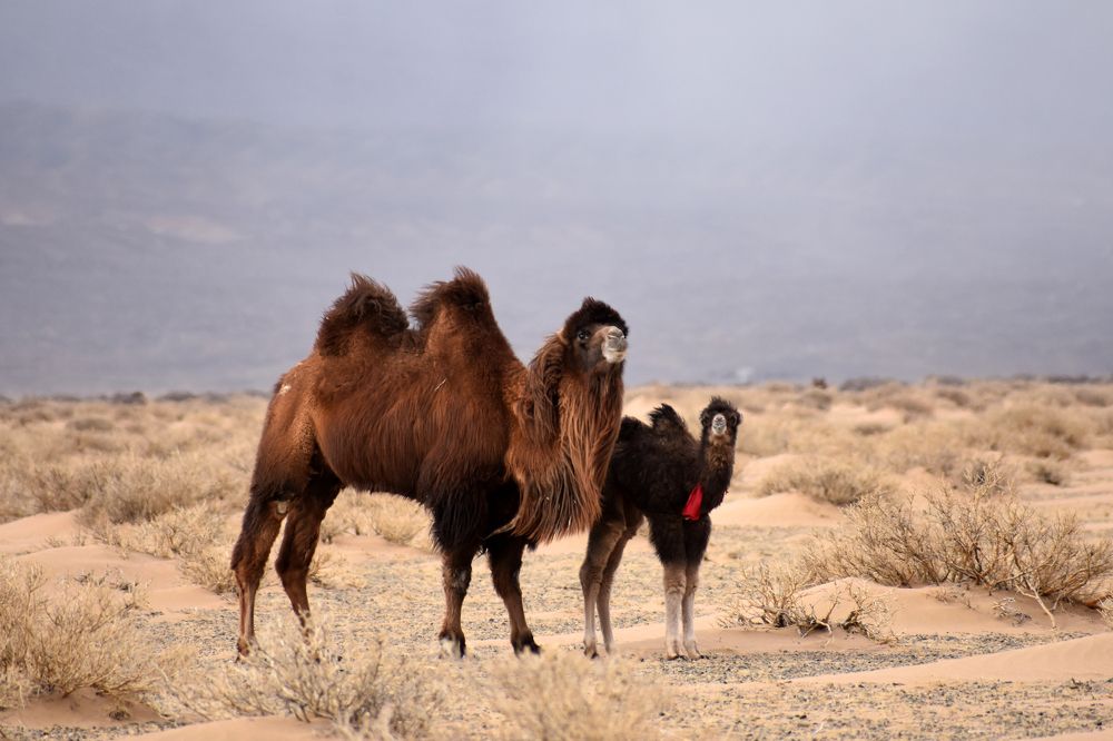 Mongolian camel