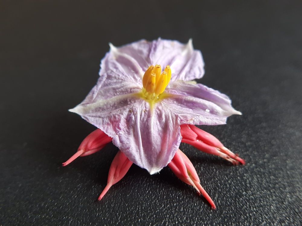 Photograph by Bapodara Sugha