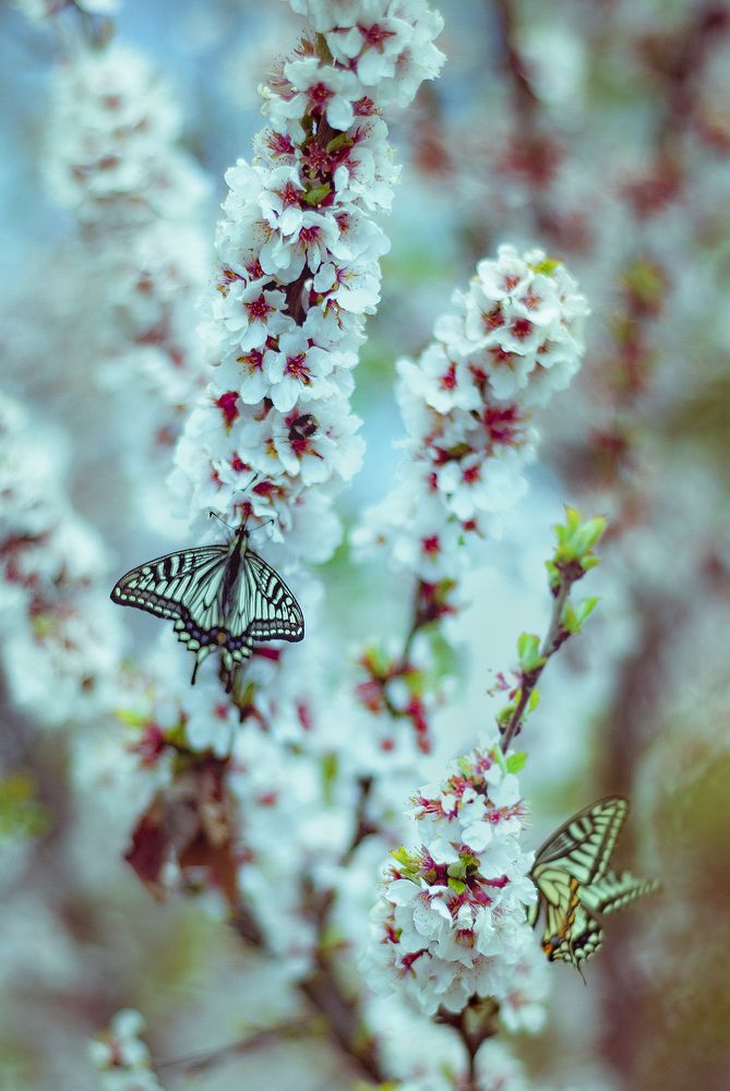 Photo #6055689