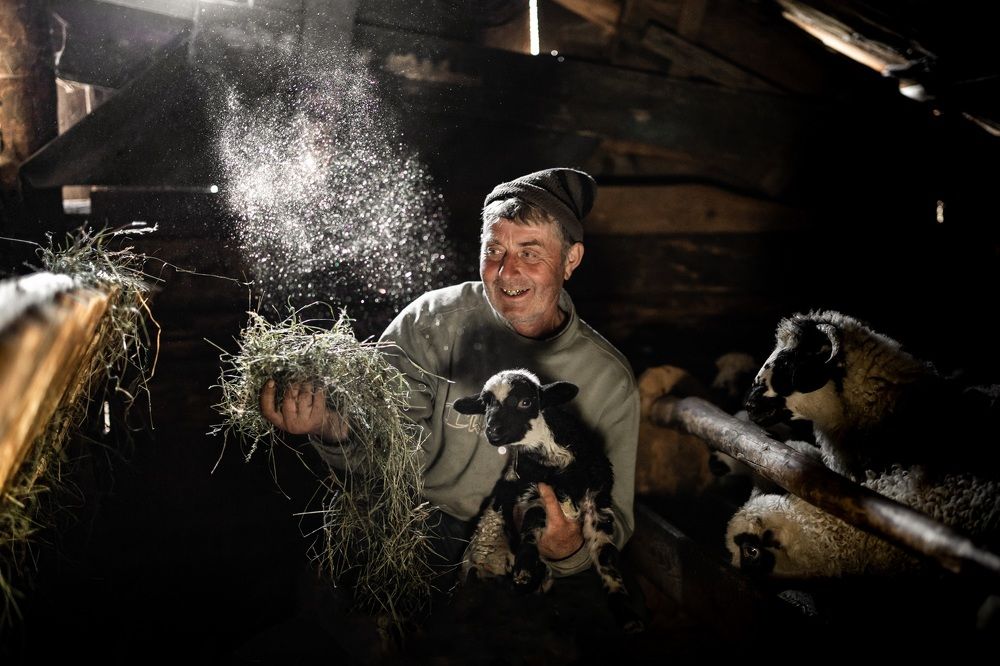 Shepard feeding the lamb
