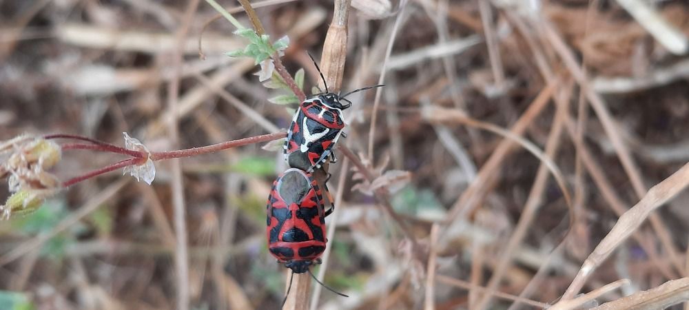 Photograph by Omar Talha