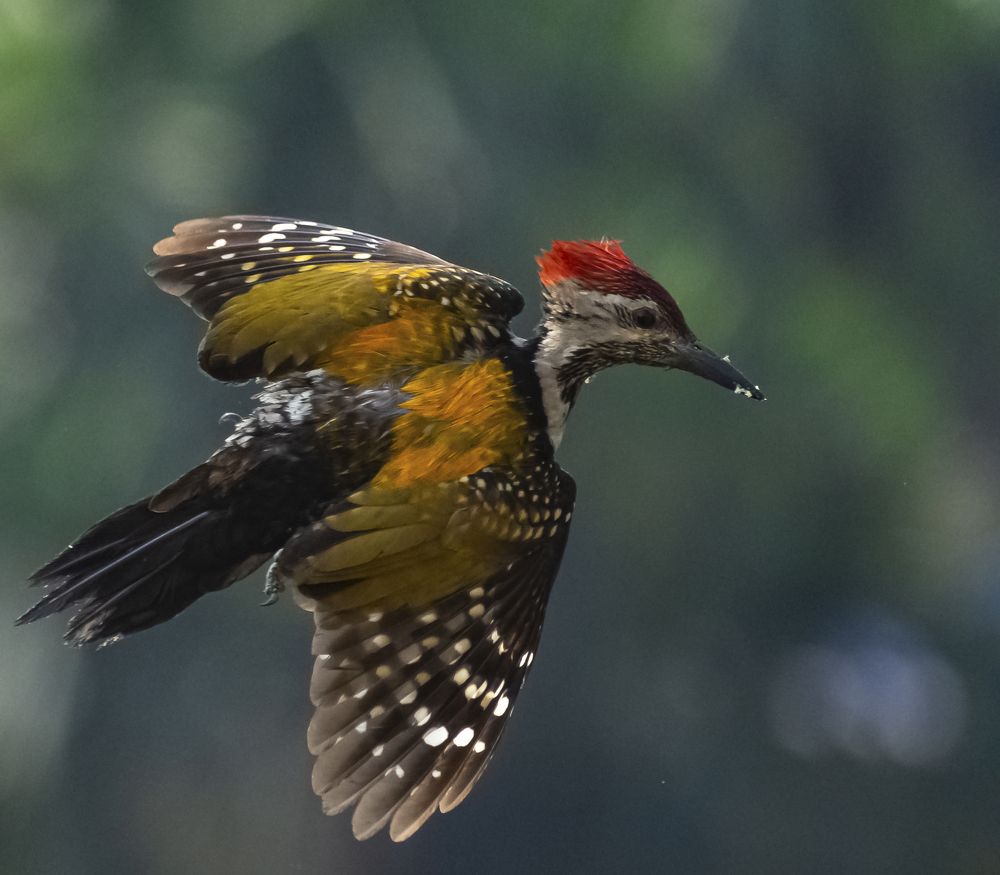 Photograph by RITUBRATA BANERJEE