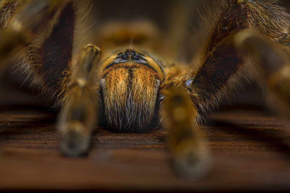 Photograph by Beno Medic